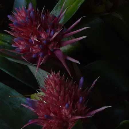 Lejlighed Monolocale Samira *